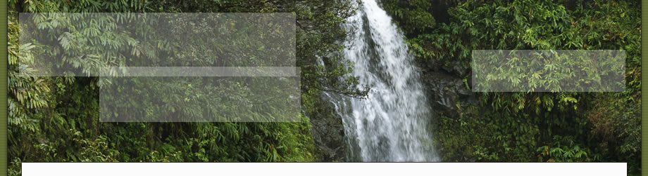 Header Graphic
